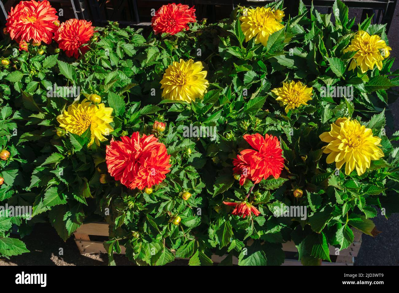 flower seedlings for sale on the market Stock Photo