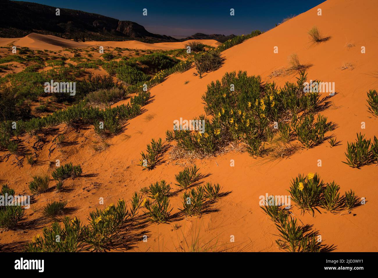 Yellow wildflowers (Mules Ears) blooming in Coral Pink Sand Dunes.  They make a bold statement in the desert landscape each year in the month of June. Stock Photo