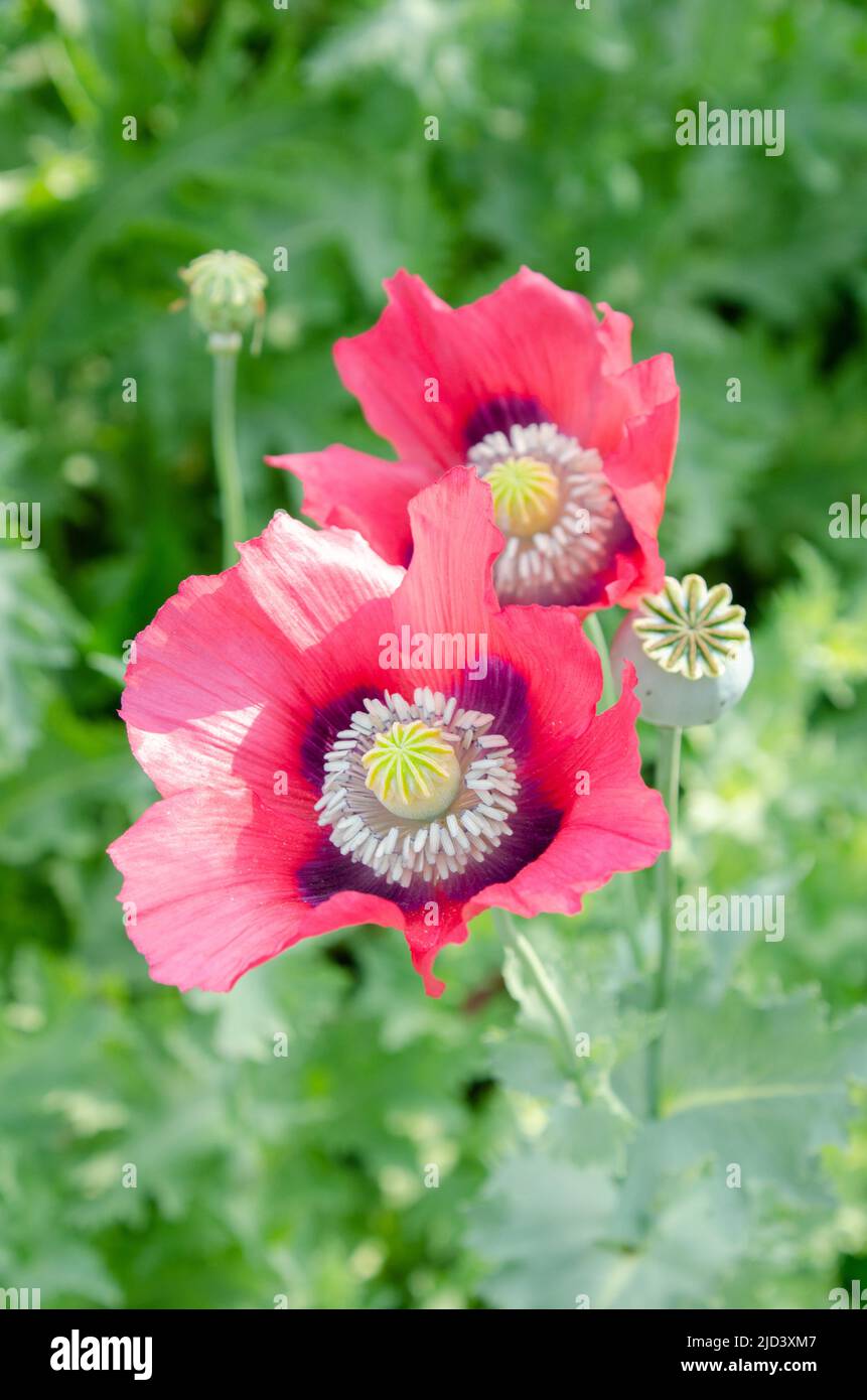 Two red oriental poppies and their developing seed heads. Stock Photo