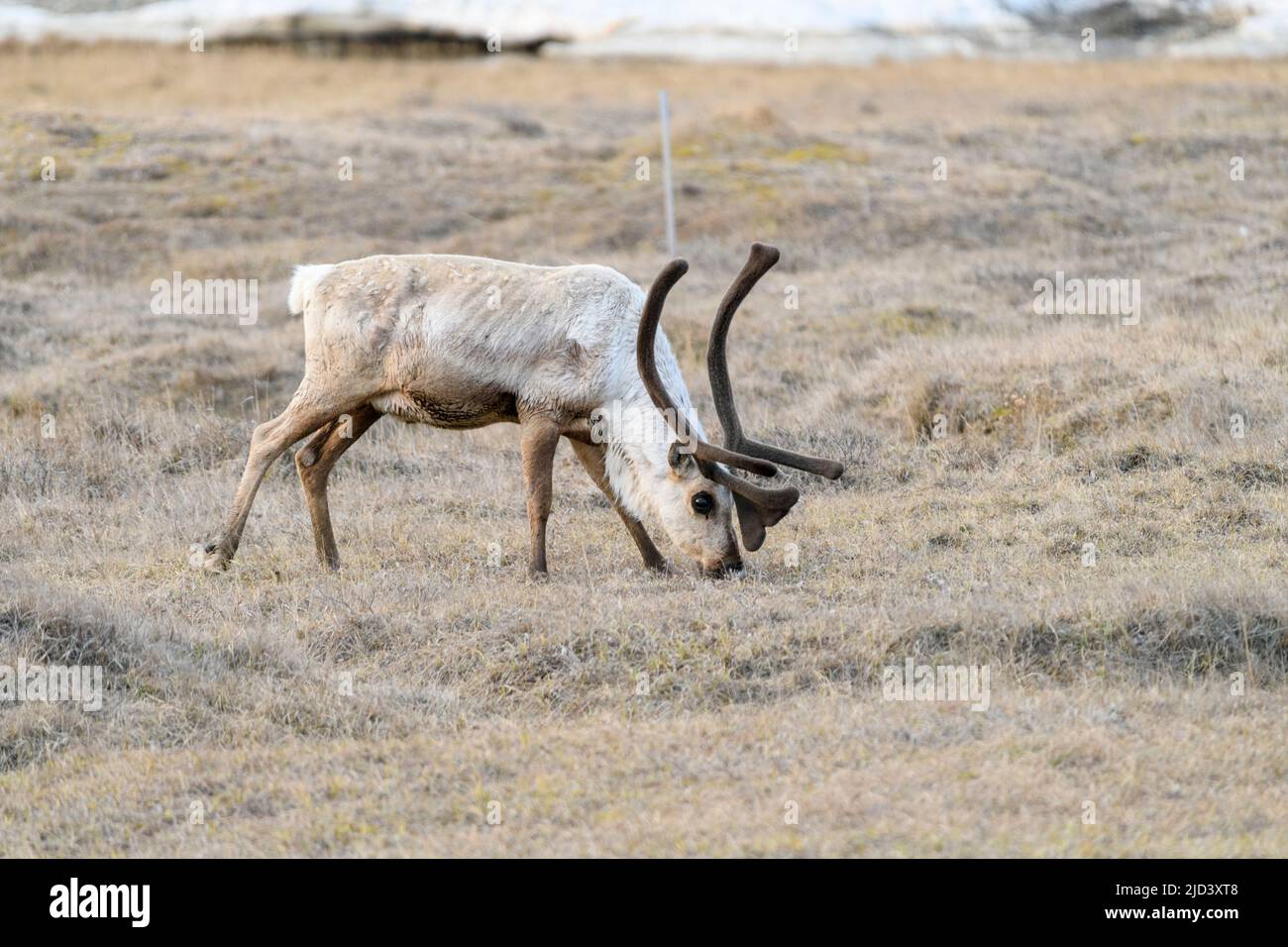 Caribou graze in Deadhorse Alaska Stock Photo