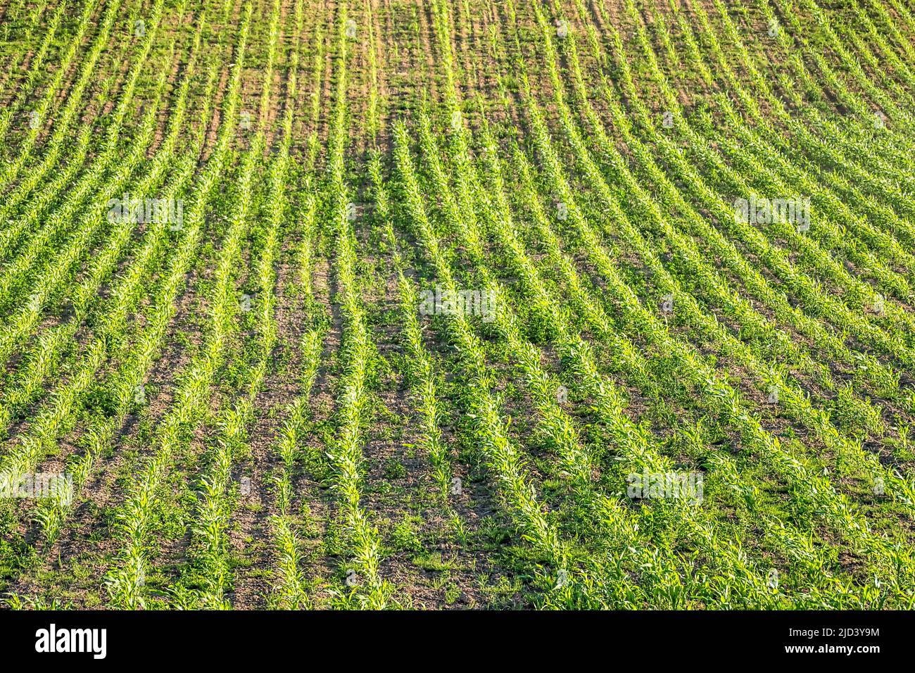 Field of ripening corn plants - aerial view Stock Photo