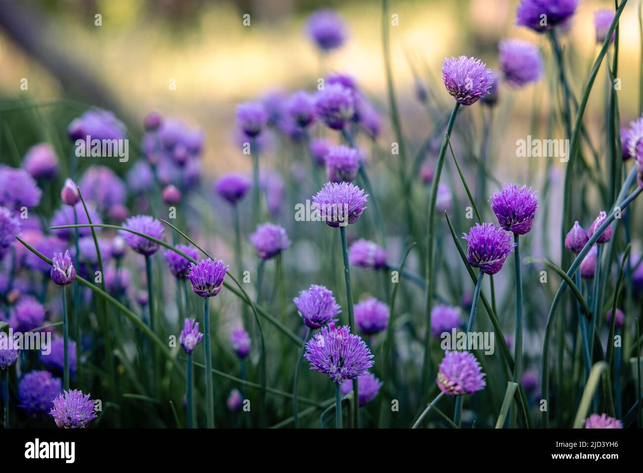 Chives blooming in the garden Stock Photo