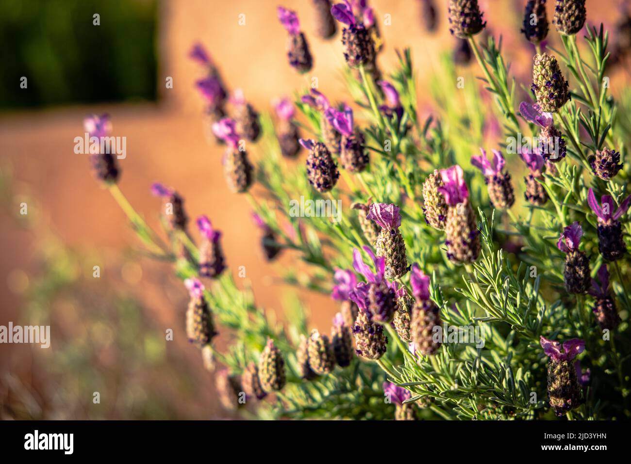 A fragrant lavender plant in the backyard. Stock Photo
