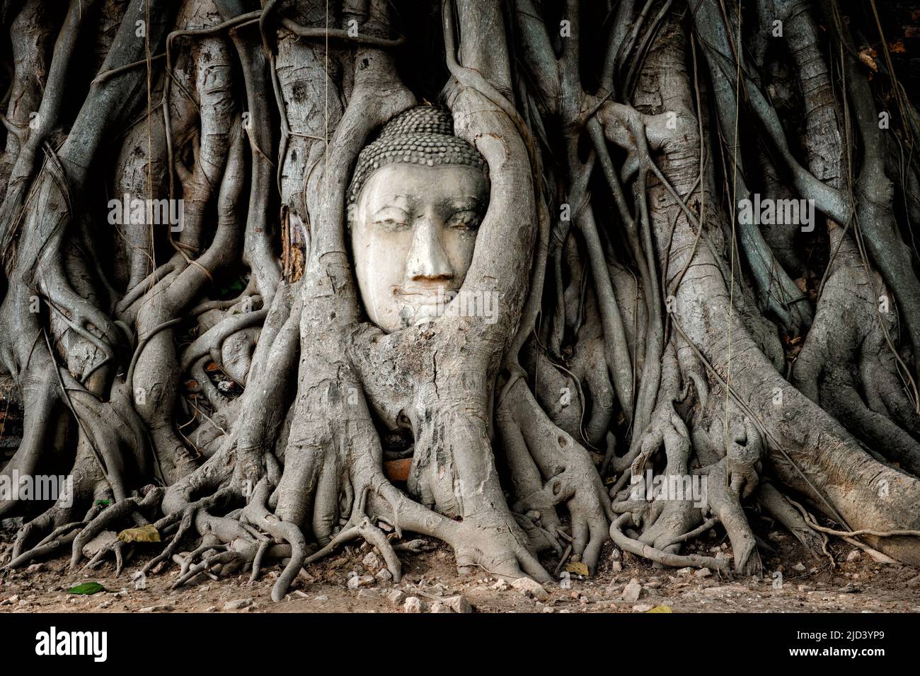 Buddha head in banyan tree roots at Wat Mahathat temple in Ayutthaya Historical Park, Thailand. Stock Photo