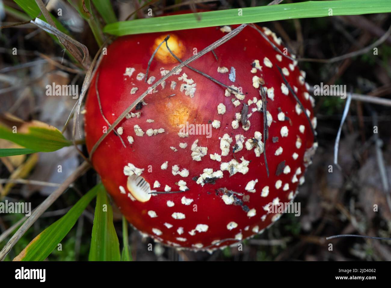 Close-up of Fly agaric ,Amanita muscaria, mushrooms. High quality photo Stock Photo