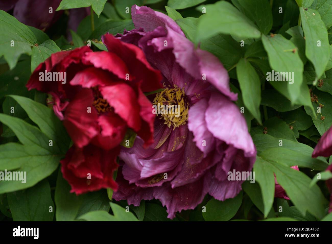 The tree peony blooming flowers. Paeonia suffruticosa Stock Photo Alamy