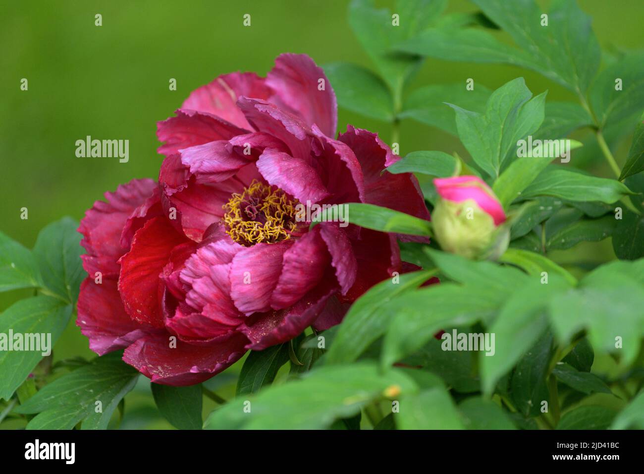 The tree peony blooming flowers. Paeonia suffruticosa Stock Photo Alamy