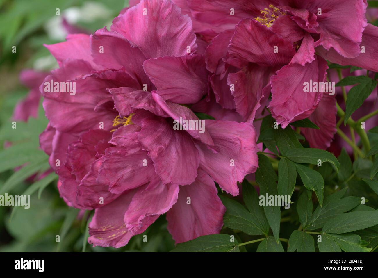 The tree peony blooming flowers. Paeonia suffruticosa Stock Photo