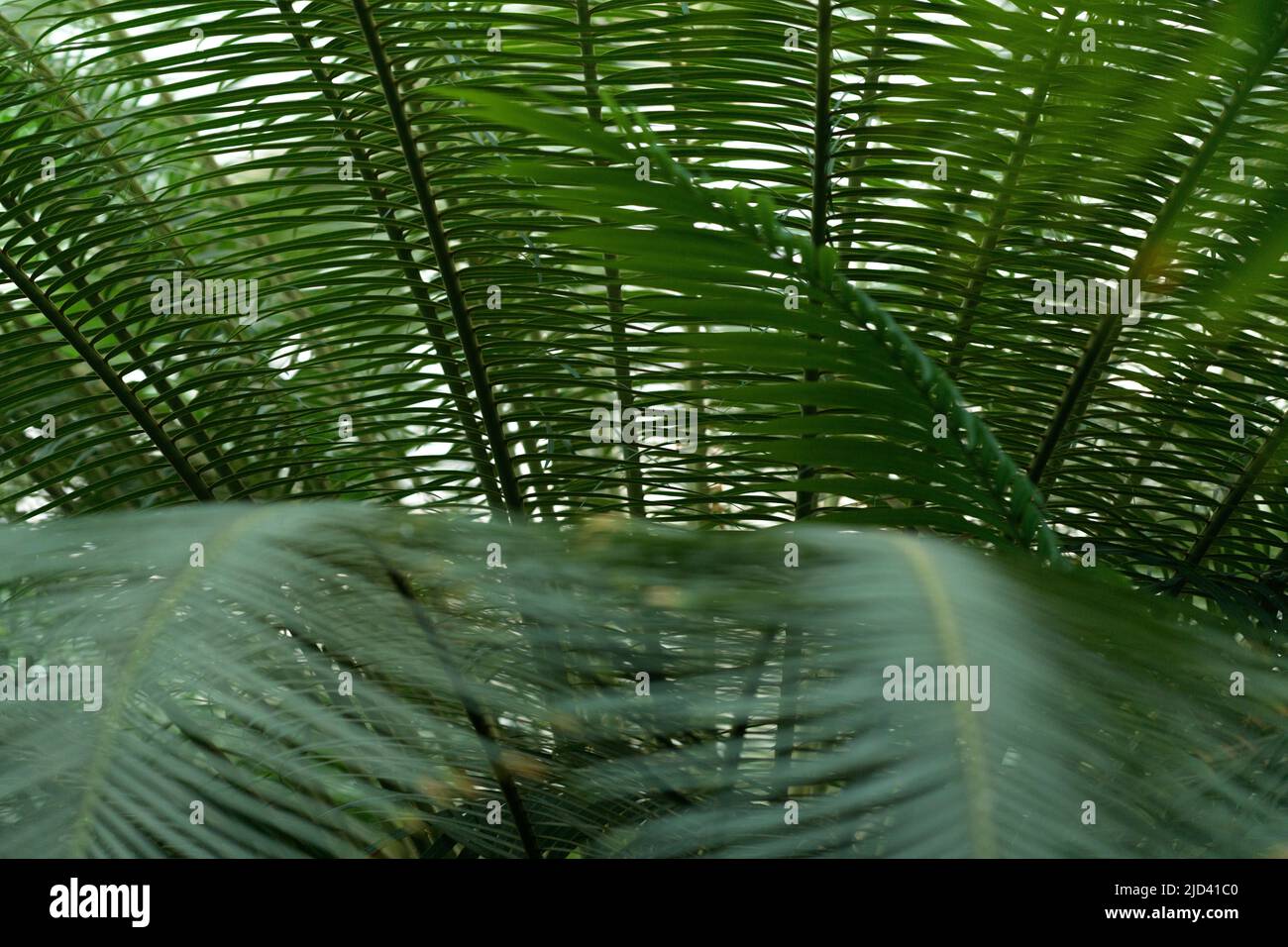 Fern forest hi-res stock photography and images - Alamy
