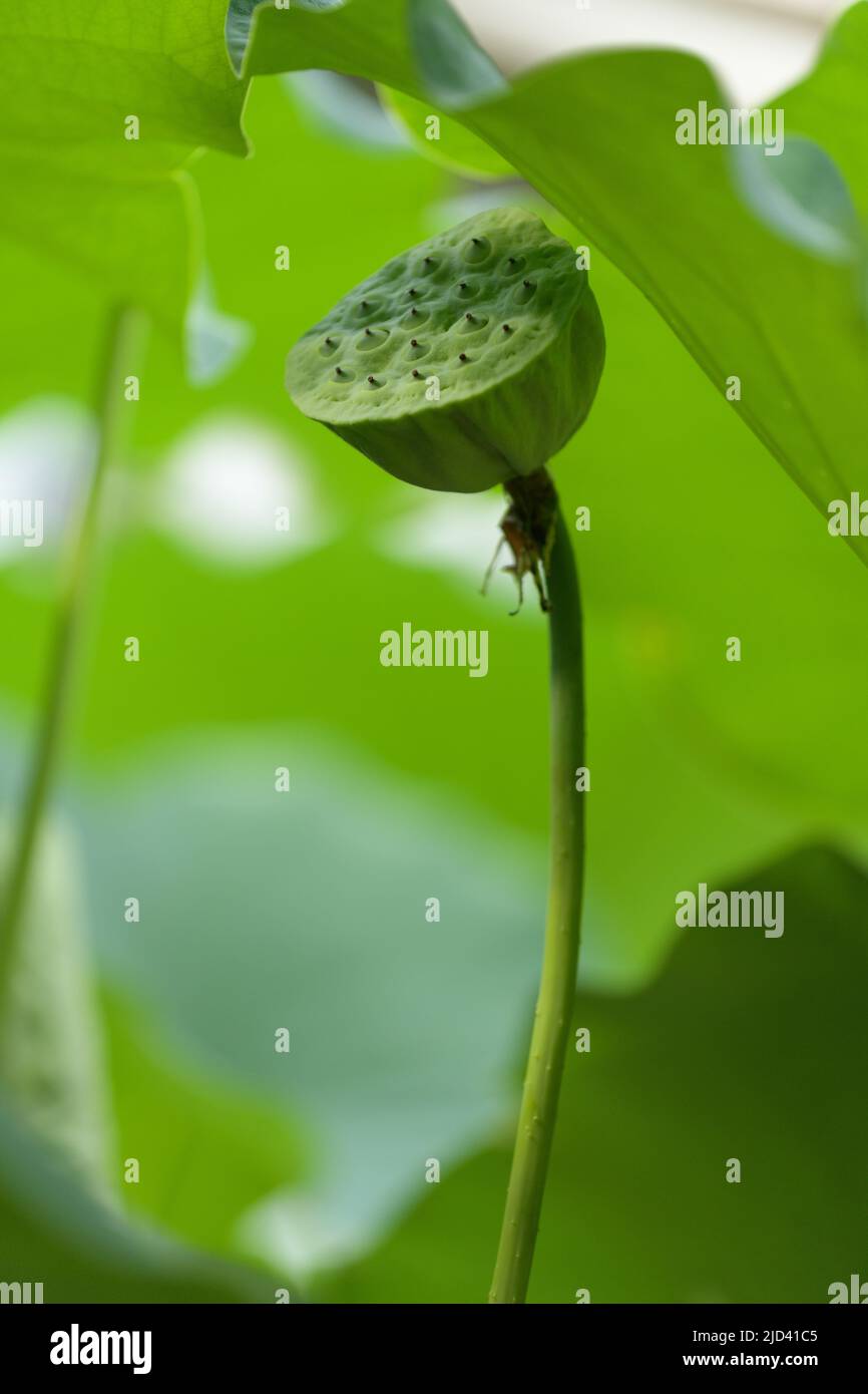 Carpellary receptacle of Lotus. Nelumbo nucifera Stock Photo