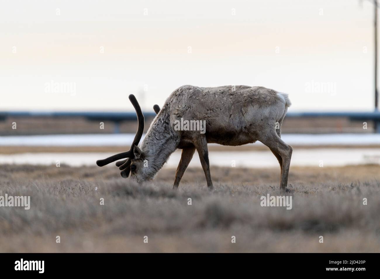 Caribou graze in Deadhorse Alaska Stock Photo Alamy