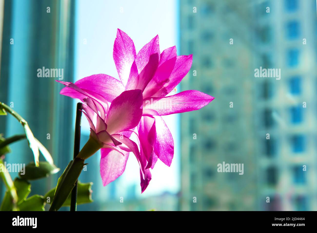 Beautiful pink christmas Cactus flower.Schlumbergera Truncata. Stock Photo