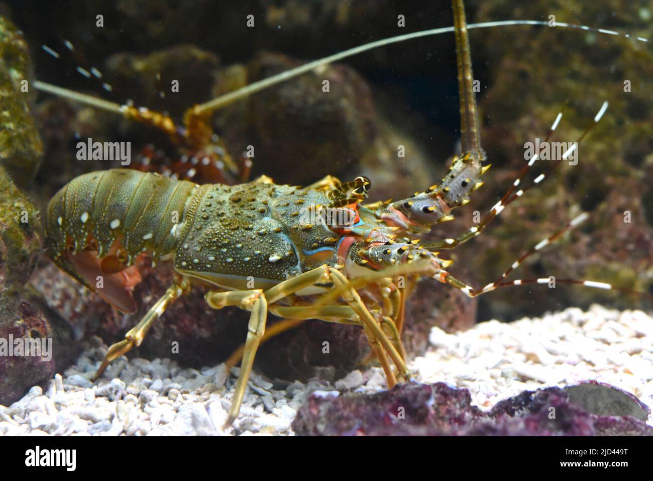 Spiny lobsters also known as langustas in aquarium Stock Photo