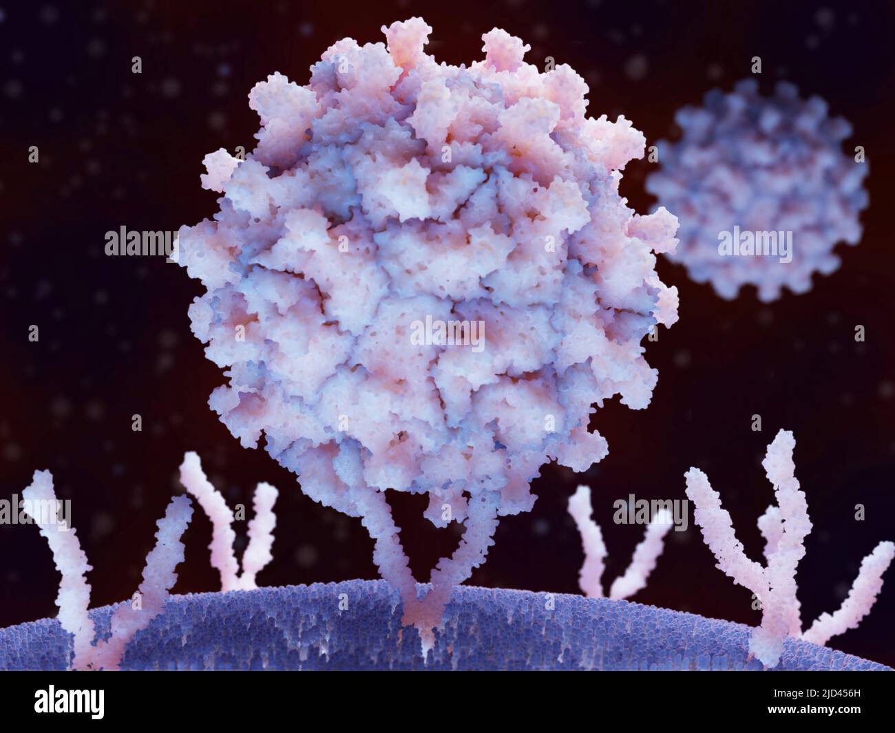 Coxsackievirus bound to human cell, illustration Stock Photo