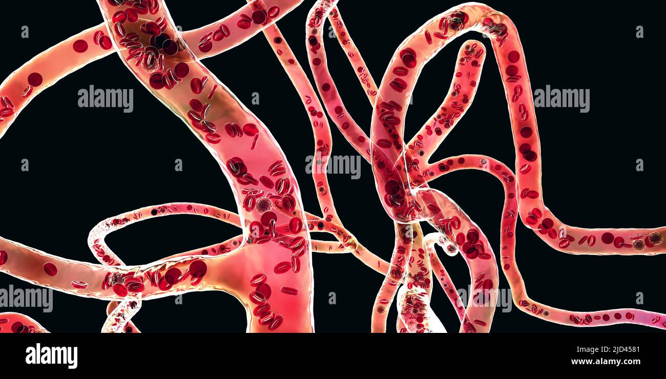 Blood vessels, illustration Stock Photo Alamy