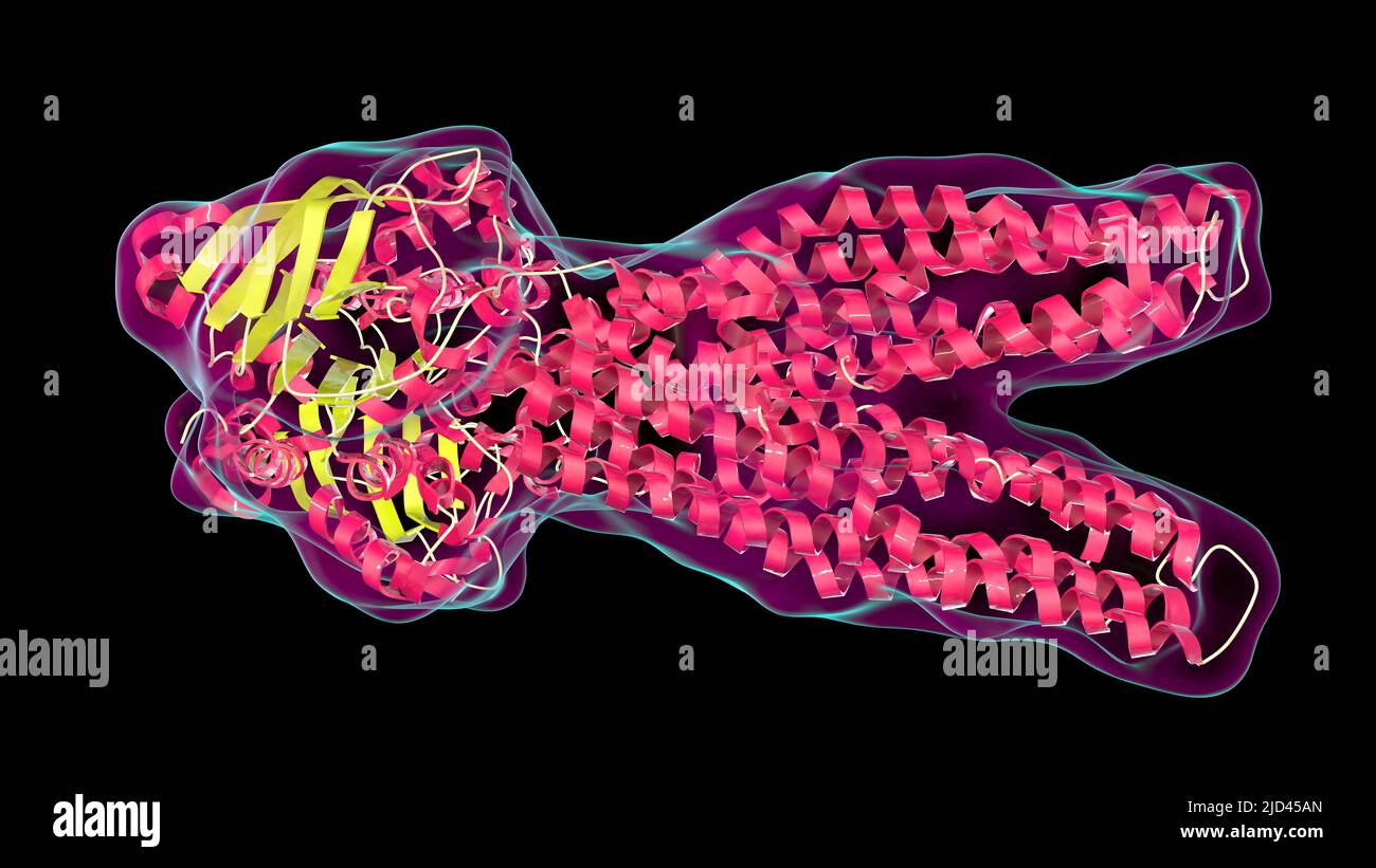Multidrug transporter molecule, illustration Stock Photo Alamy