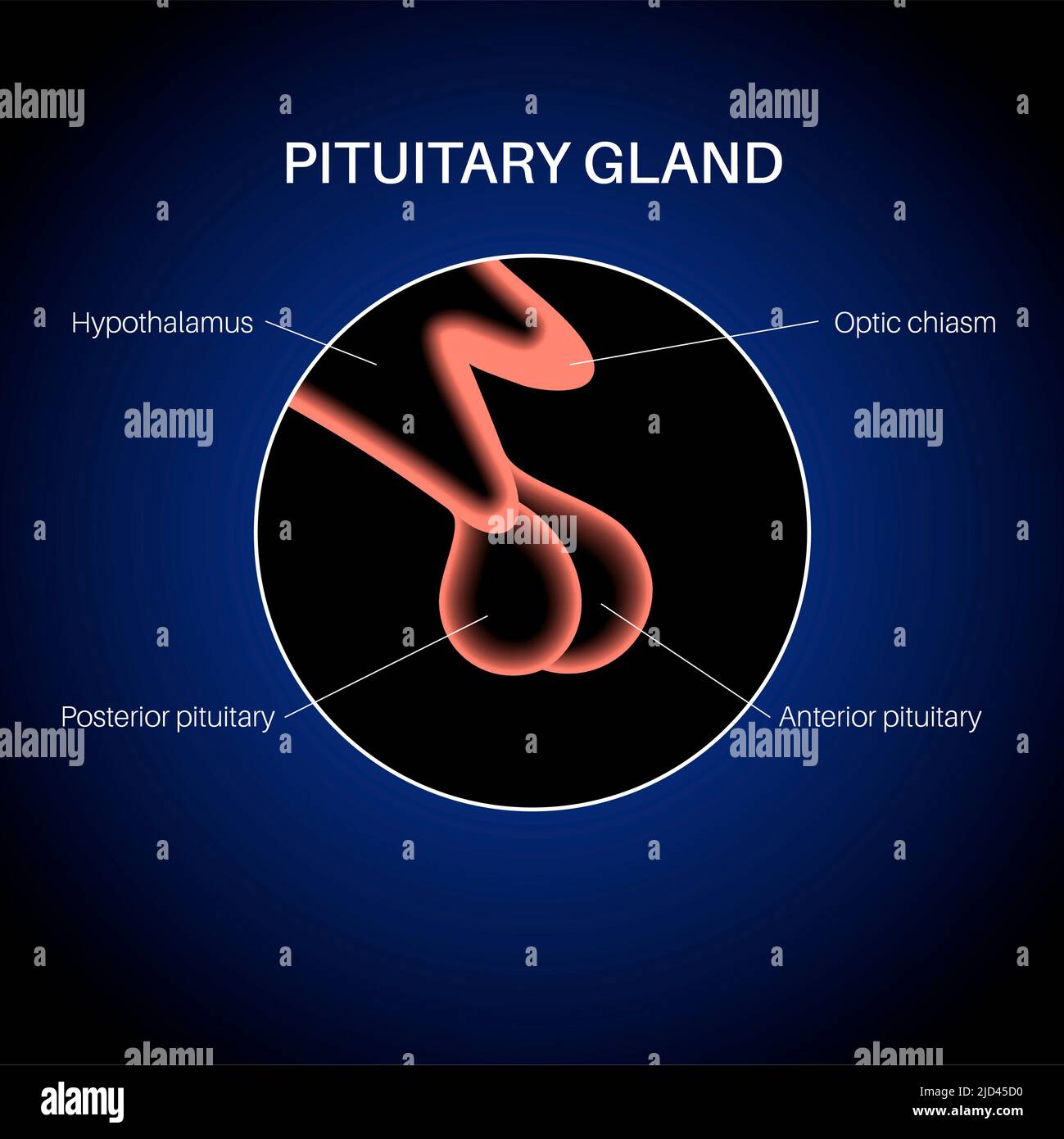 Pituitary gland anatomy, illustration Stock Photo - Alamy