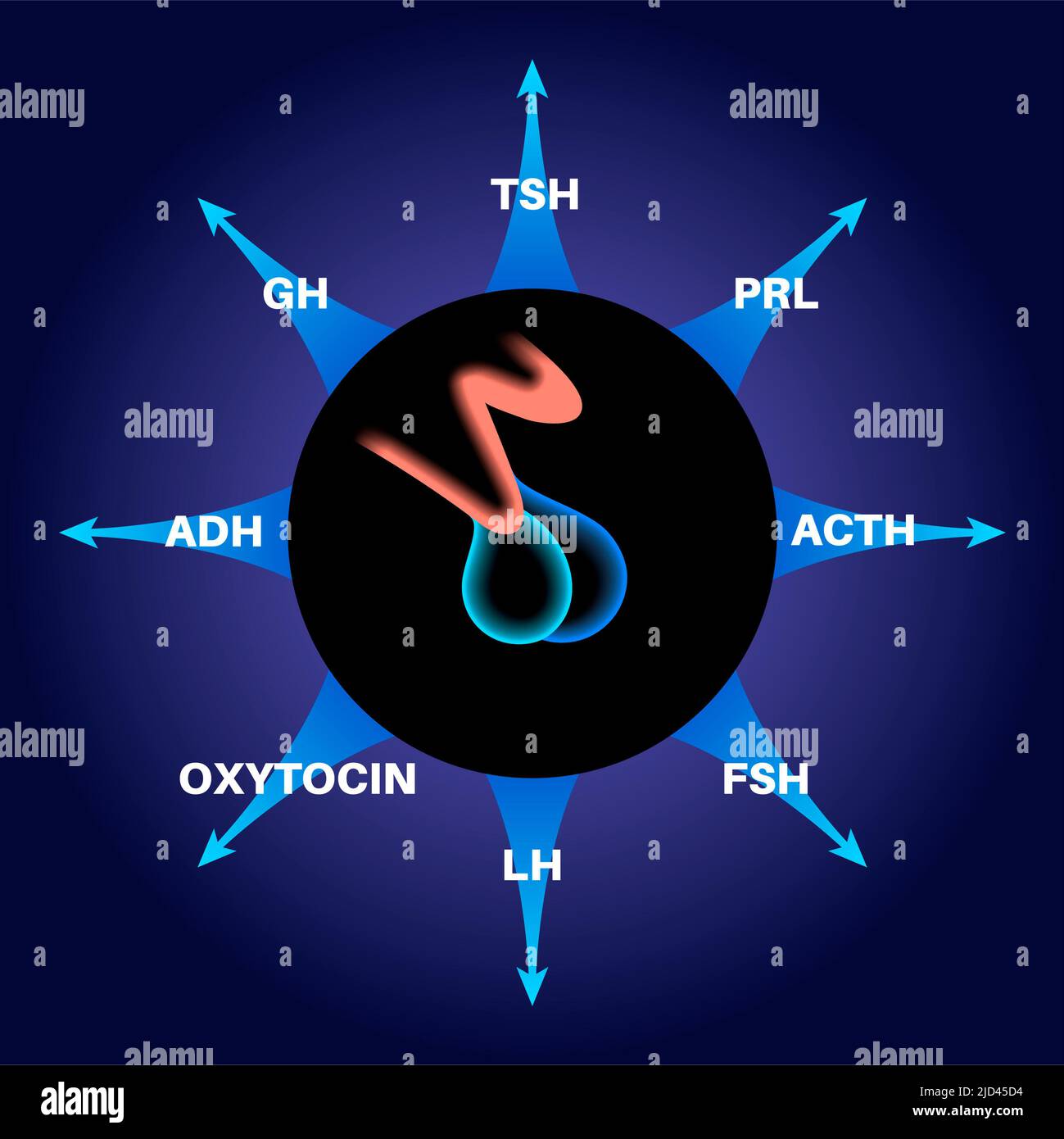 Pituitary gland hormones illustration Stock Photo Biology Diagrams
