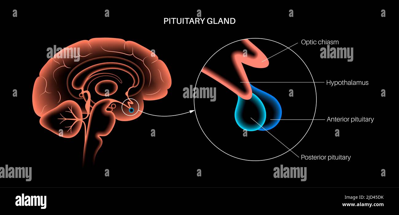 Pituitary gland anatomy, illustration Stock Photo Biology Diagrams