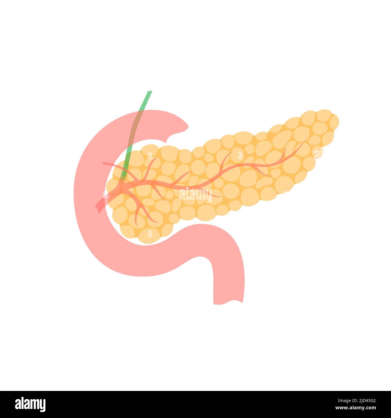 Фибролипоматоз поджелудочной. Поджелудочная железа смешанной секреции. Строение паренхимы поджелудочной железы. Схема строения поджелудочной железы. Структура органов человека поджелудочная железа.
