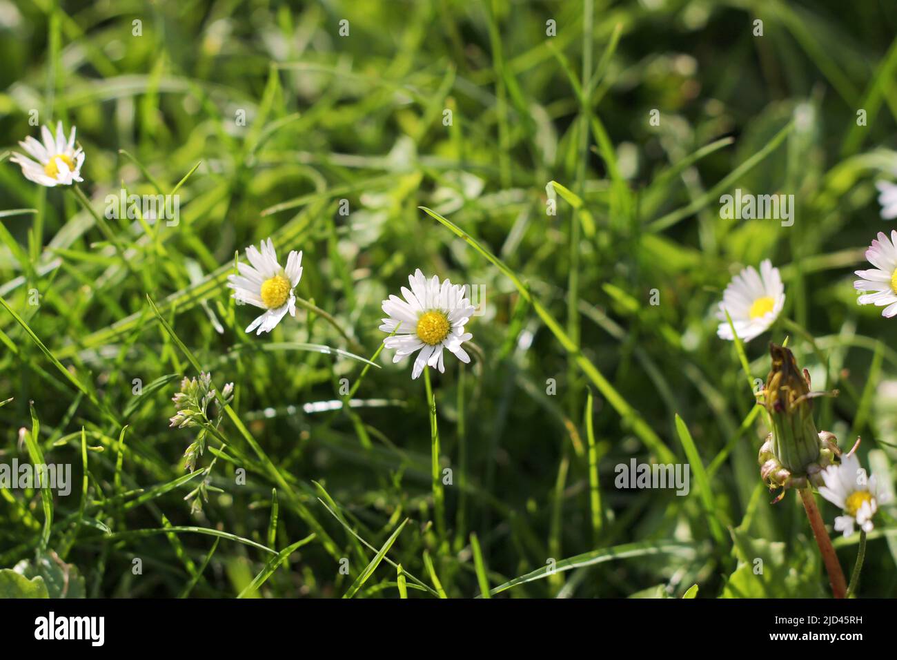 Ideal grass hi-res stock photography and images - Alamy