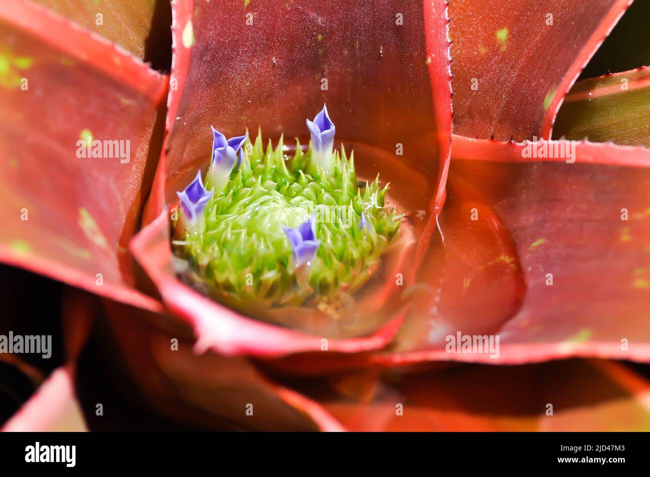 Bromeliad, Aechmea fasciata or Urn Plant or BROMELIACEAE plant Stock Photo