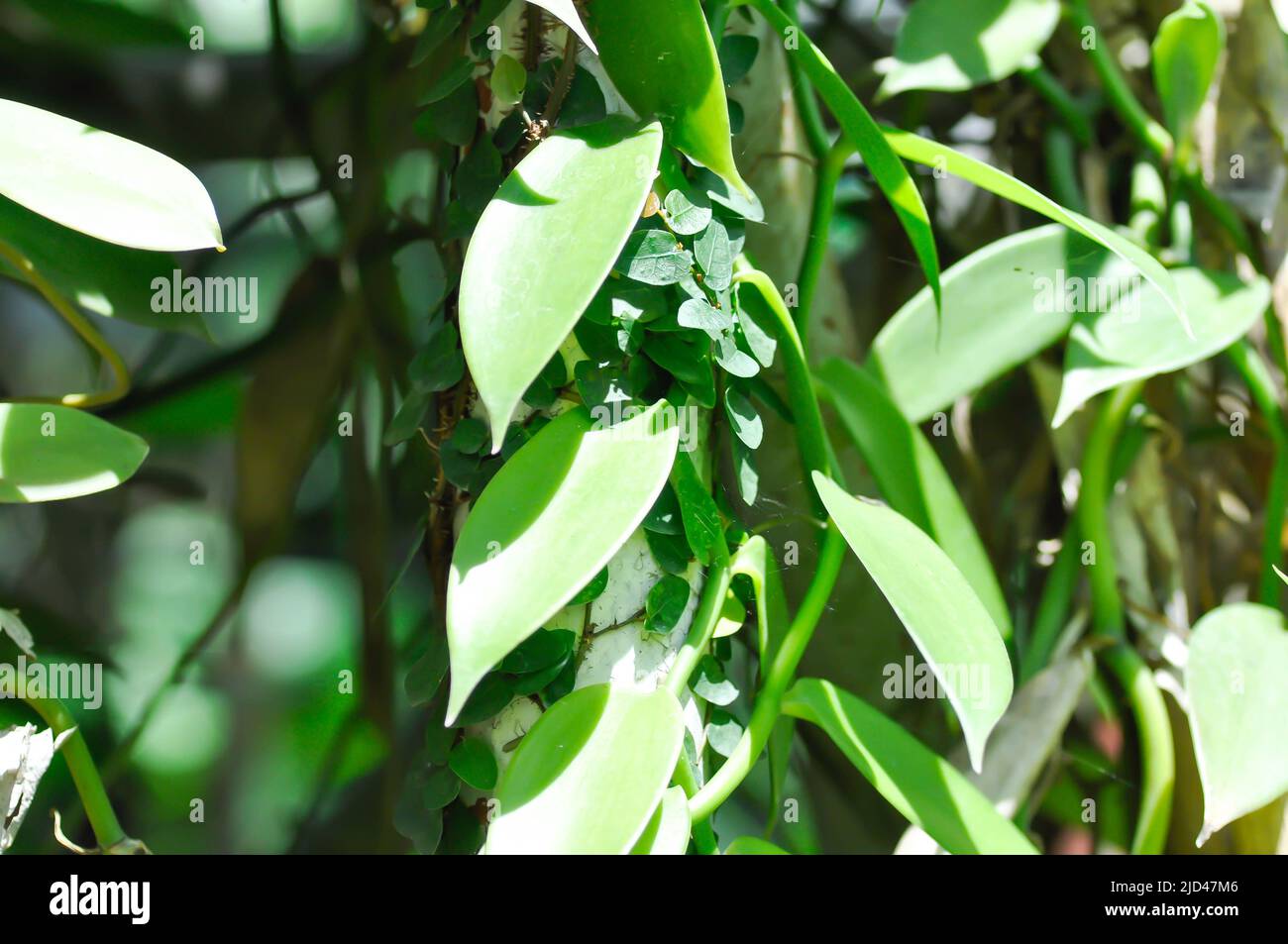 ficus pumila or climbing fig, tridax procumbens plant Stock Photo