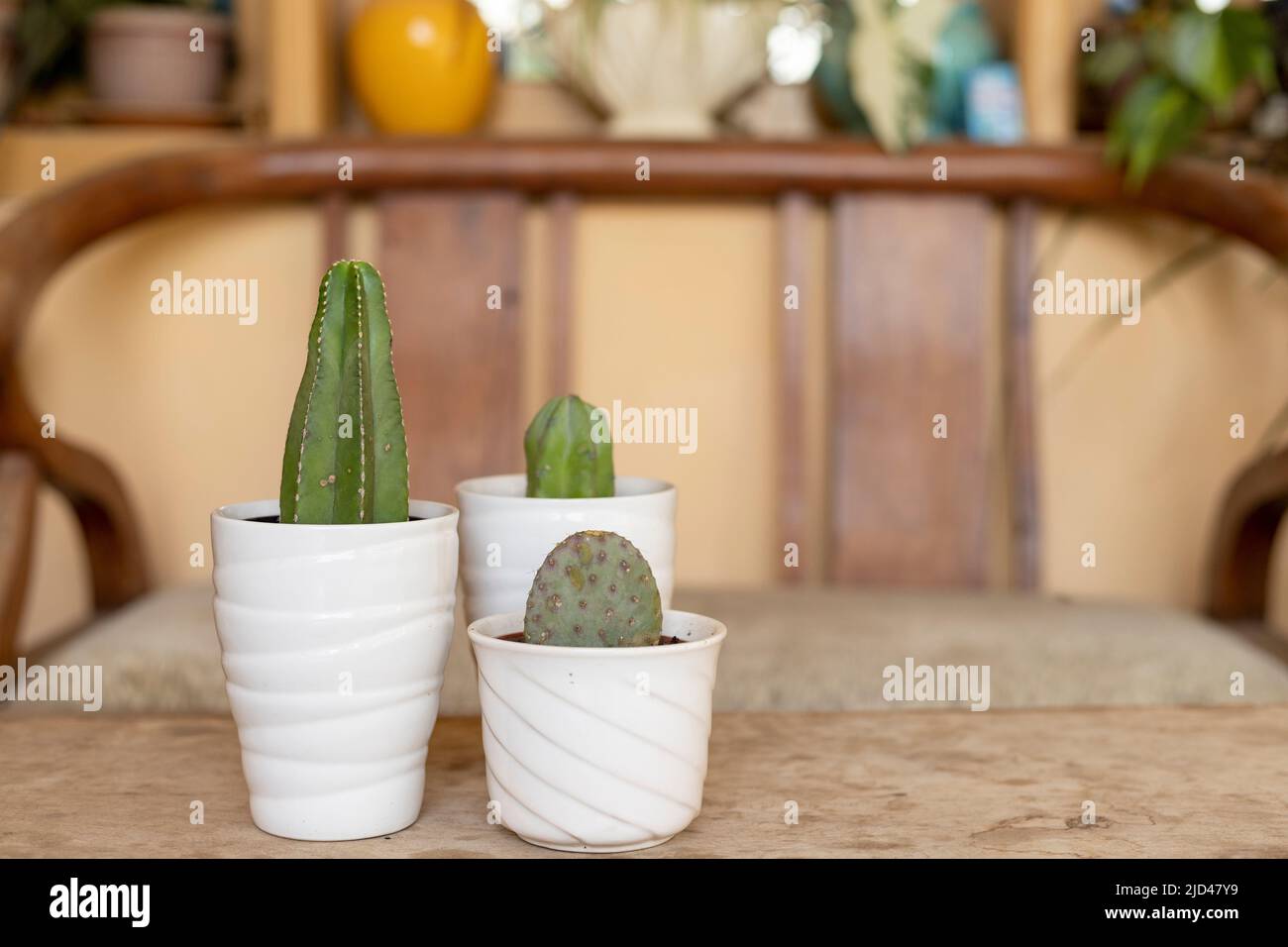 Purple opuntia, blue myrtle and stenocereus marginatus cactus in white ceramic pots with copy space Stock Photo
