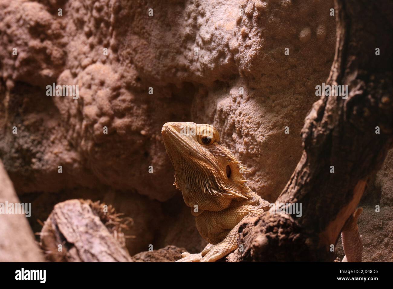 bearded dragon in a terrarium Stock Photo Alamy