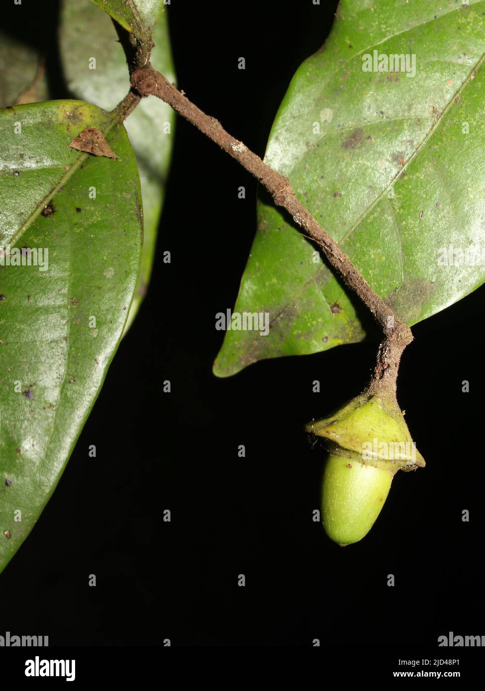 Leaves and fruit of Mespilodaphne paradoxa, endemic to Costa Rica Stock Photo