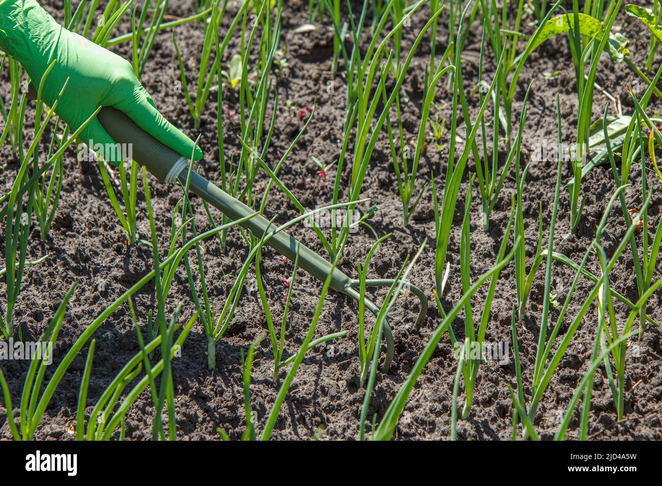 Woman is loosening soil around young green onions using a small rake ...