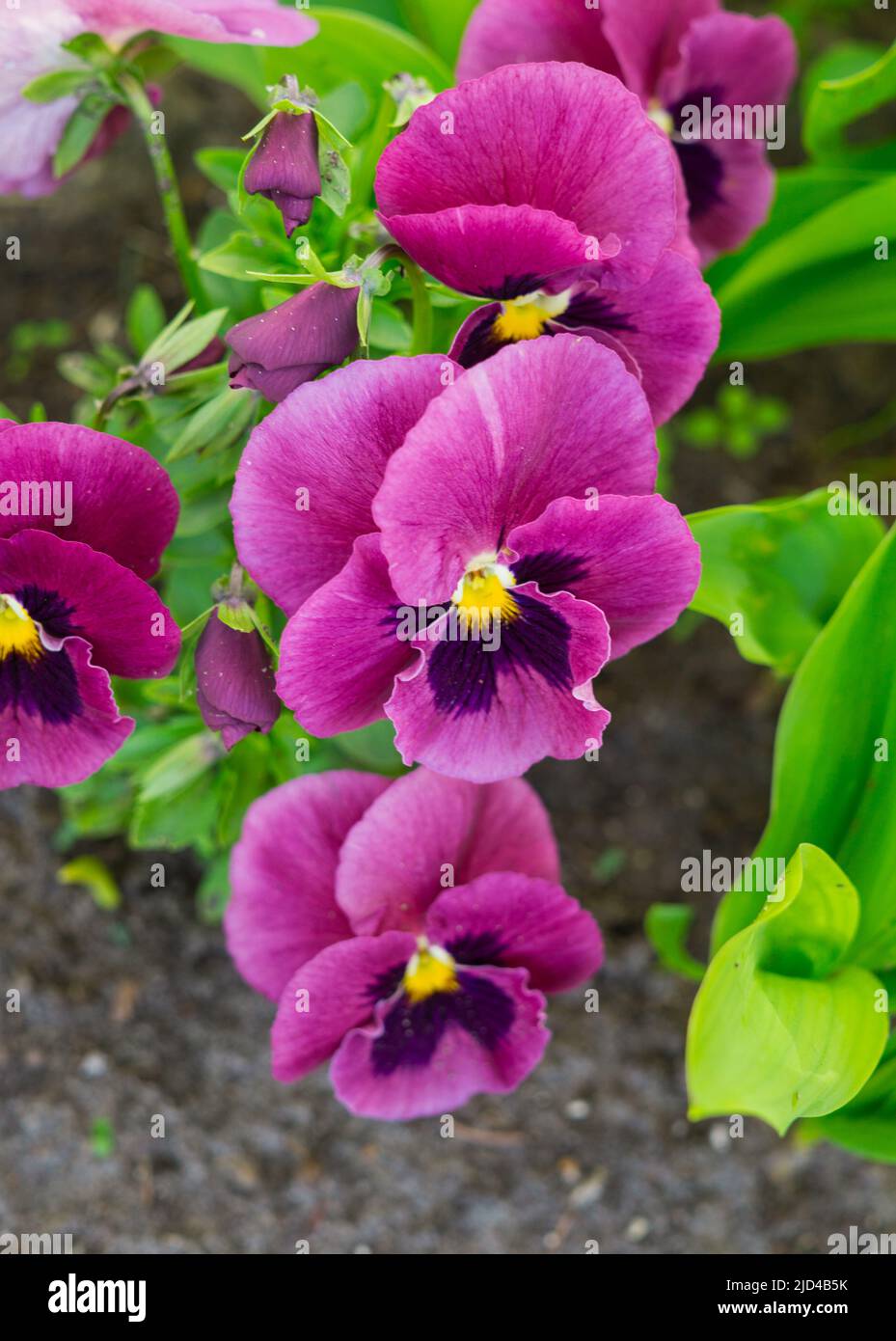 Close-up of multicolored yellow and purple pansy Stock Photo