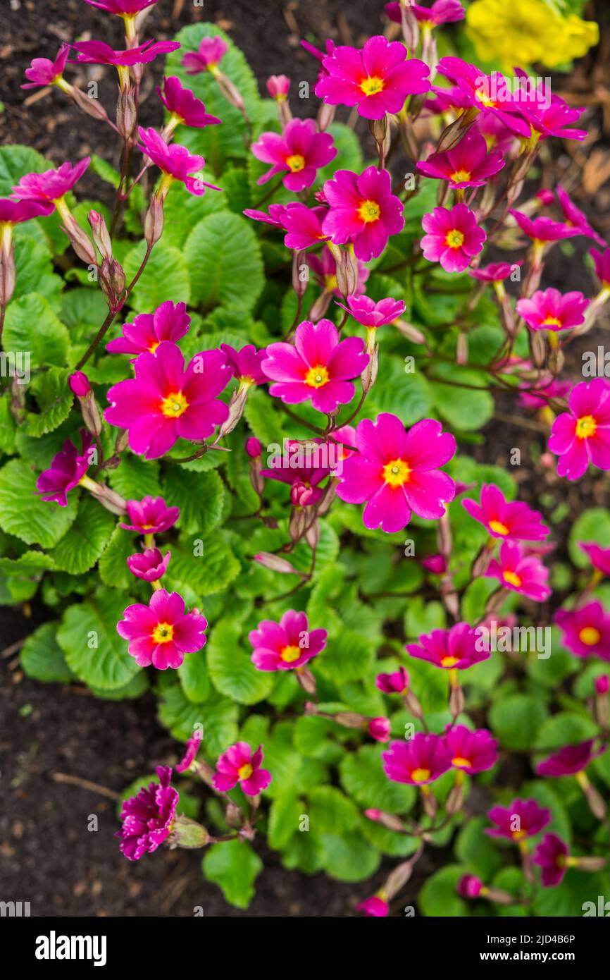 primroses in the garden, early spring. Beautiful, bright flowers of red primrose Stock Photo