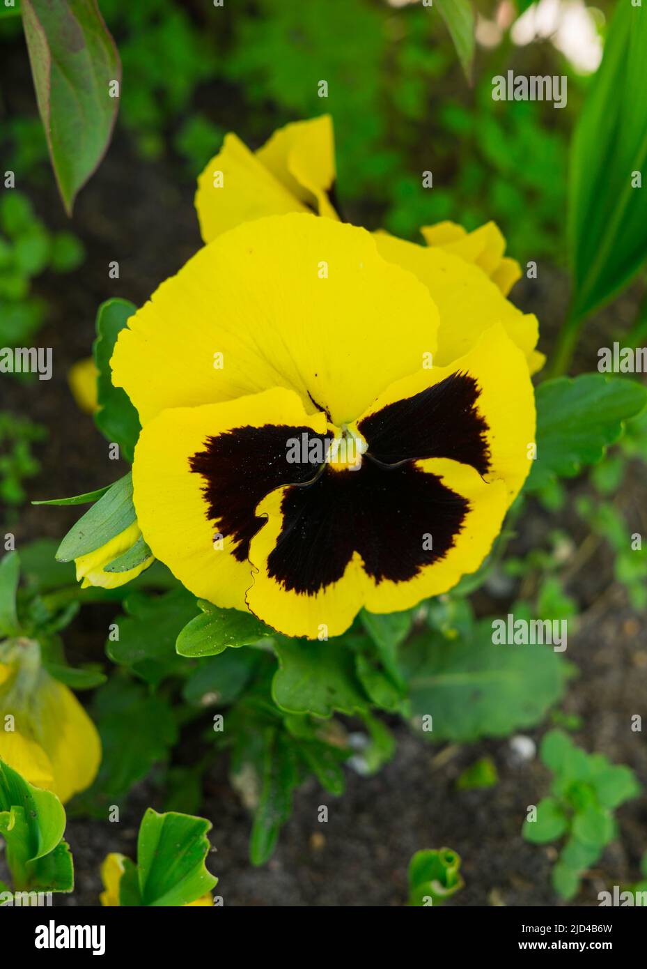 Close-up of multicolored yellow pansy in the garden Stock Photo