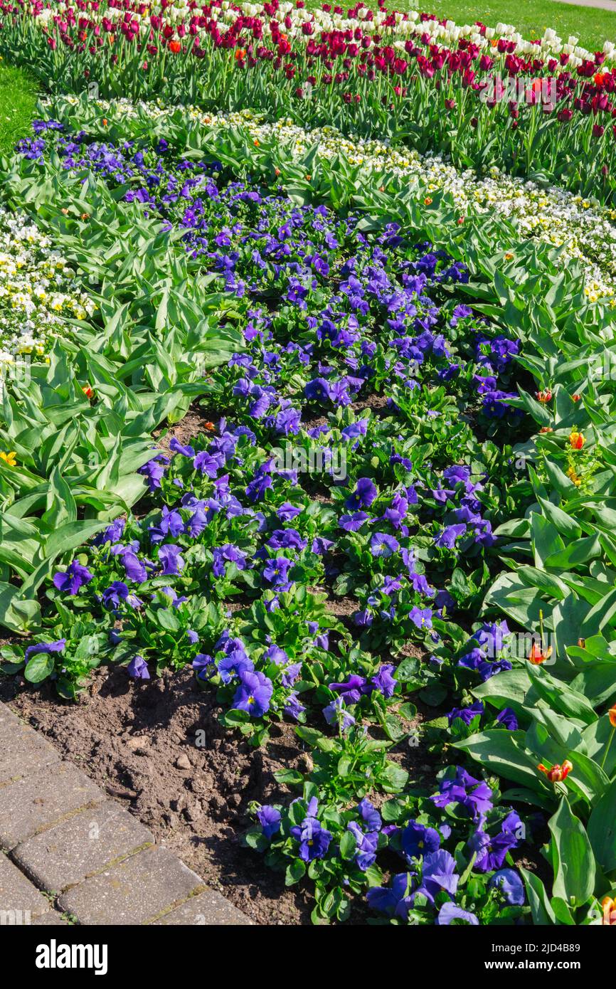 multicolored blu and white pansy in the garden Stock Photo