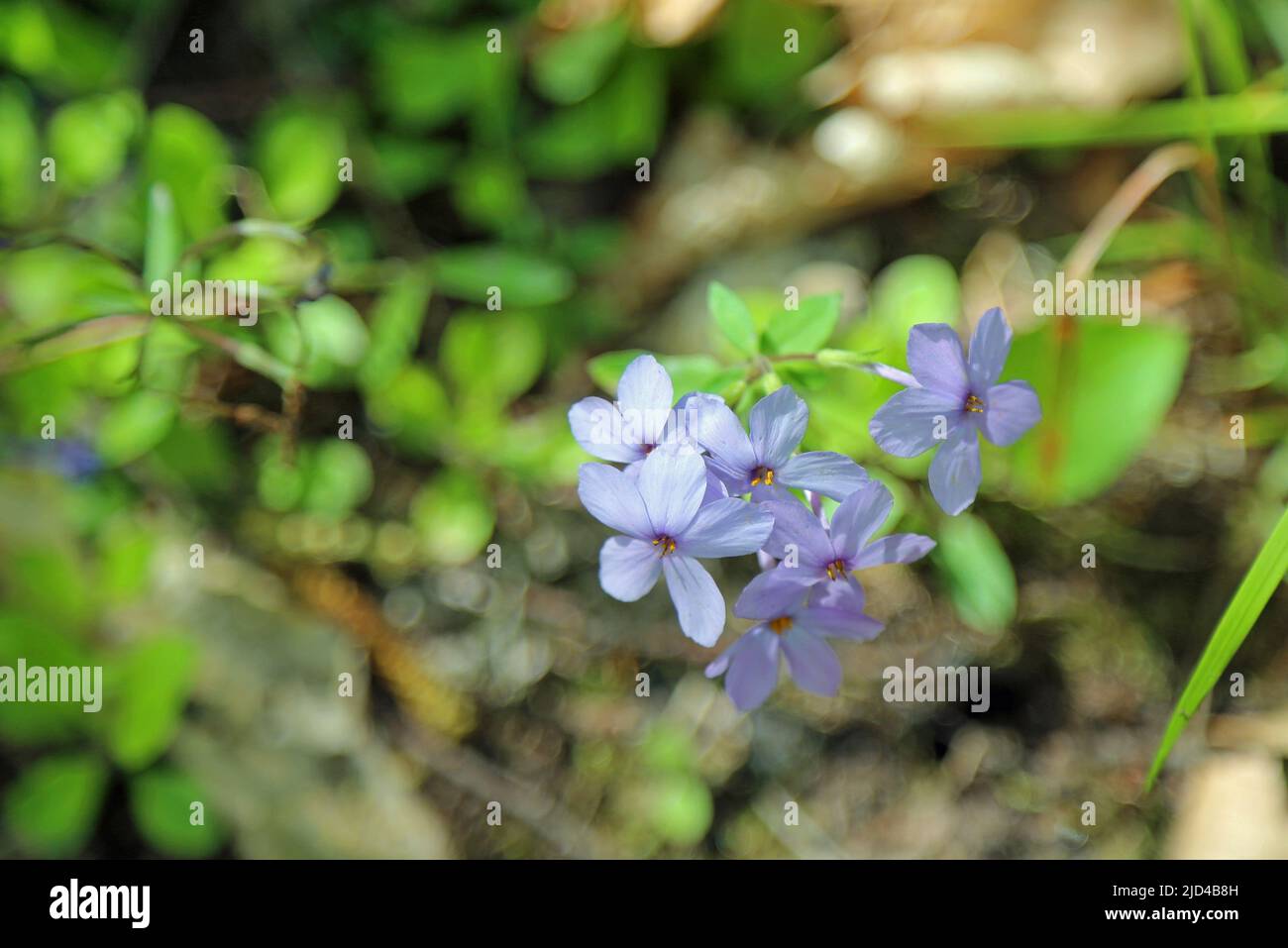 Wild blue phlox flowers Stock Photo