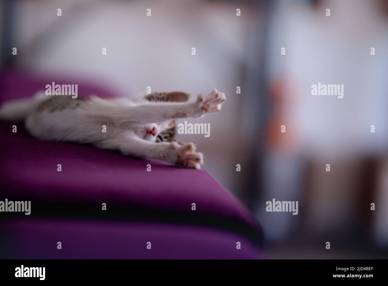 Tiny kitten stretching her paws tired and cute after sleeping Stock Photo