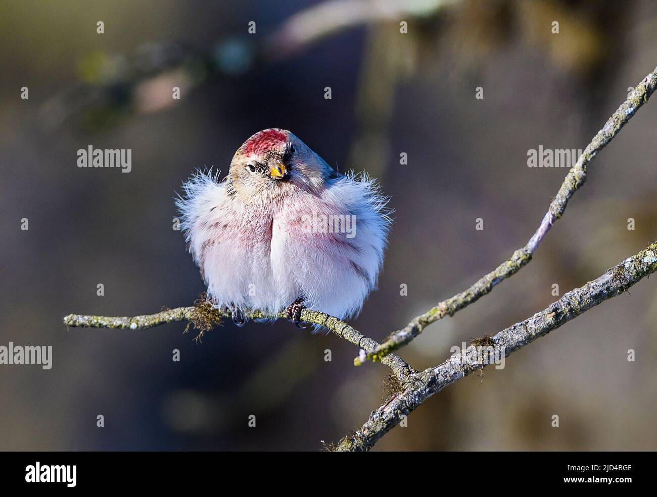 Arctic redpoll (Acanthis hornemanni) from Pasvik, Finnmark, Norway in March. Stock Photo