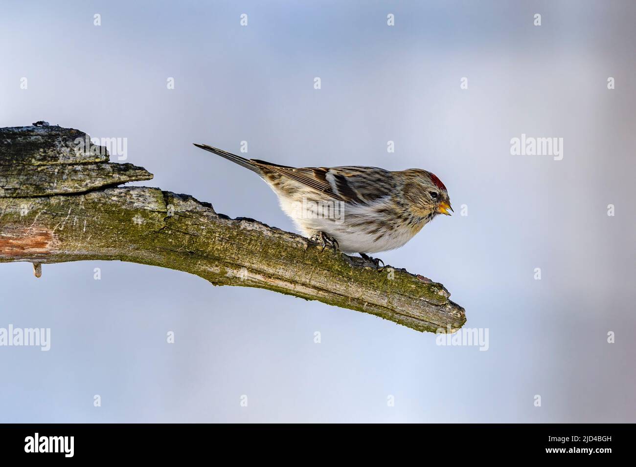 Common redpoll (Acanthis flammea, male) from Pasvik, Finnmark, Norway in March. Stock Photo