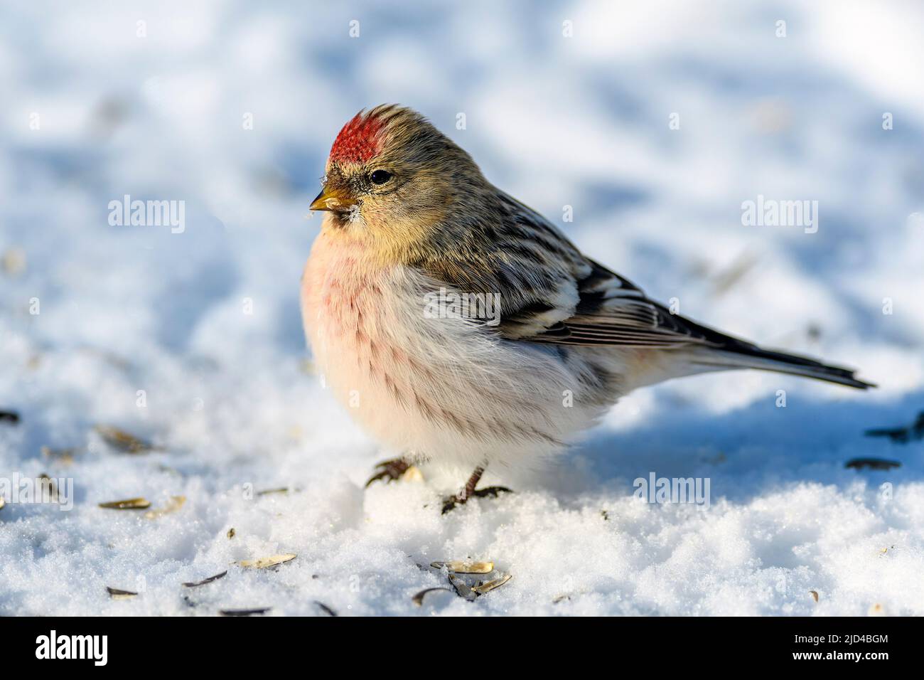 Arctic redpoll (Acanthis hornemanni) from Pasvik, Finnmark, Norway in March. Stock Photo