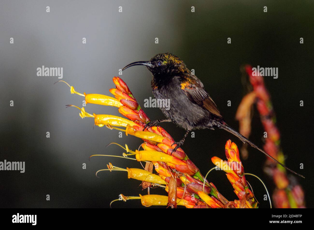 Braoze sunbird (Nectarinia kilimensis, male) from Queen Elisabeth NP, Uganda. Stock Photo