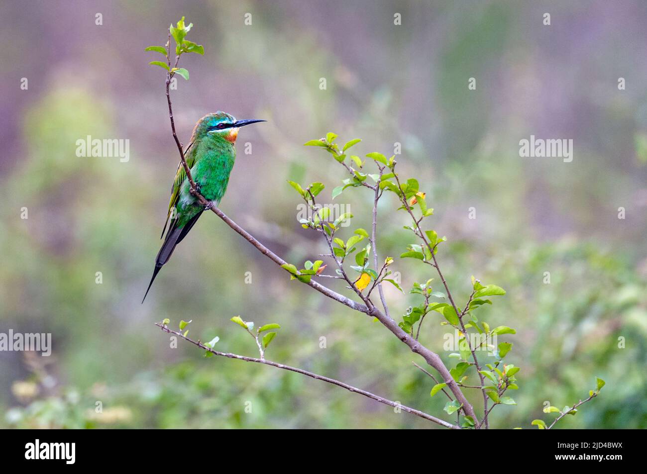 Blue-cheeked Bee-eater (Merops persicus) from the White Nile, Uganda. Stock Photo