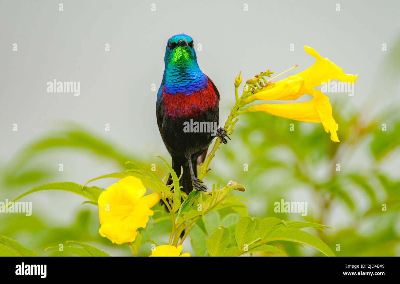 Redd-chested Sunbird (Cinnyris erythrocerca) from Queen Elizabeth NP