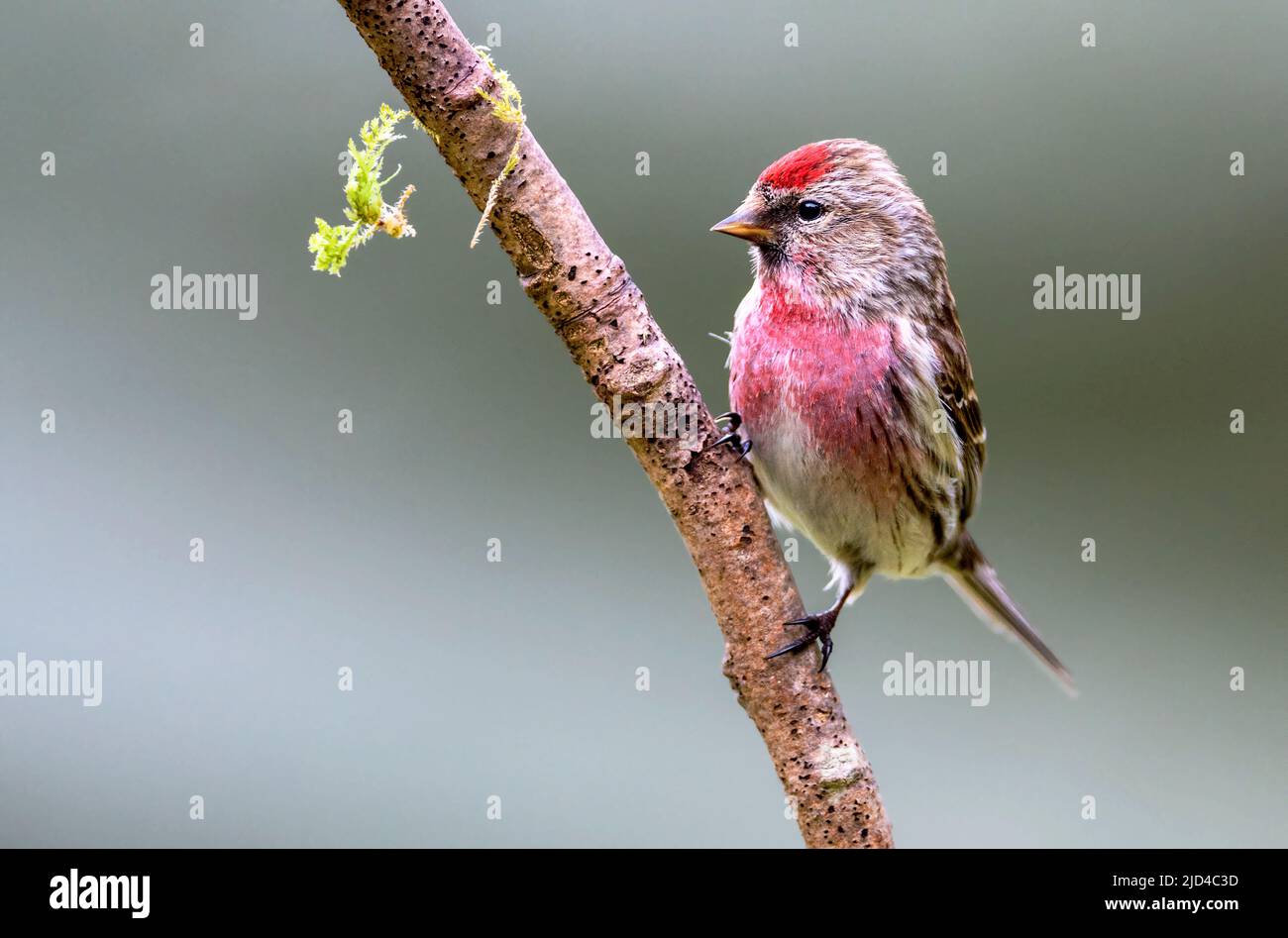Common Redpoll (Carduelis flammea) from Hidra, south-western Norway in May. Stock Photo
