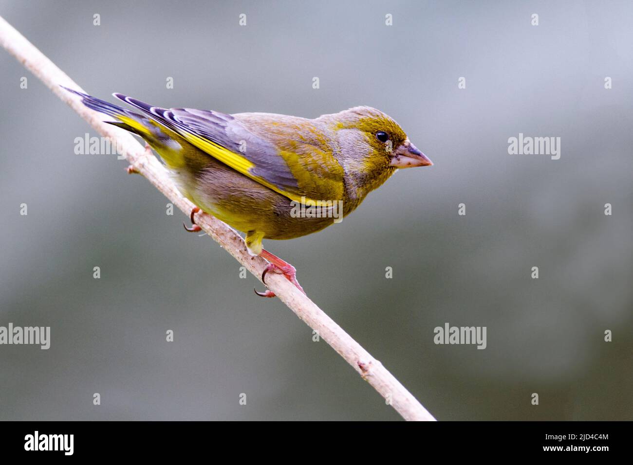 Male Greenfinch (Carduelis chloris) from Hidra, south-western Norway. Stock Photo