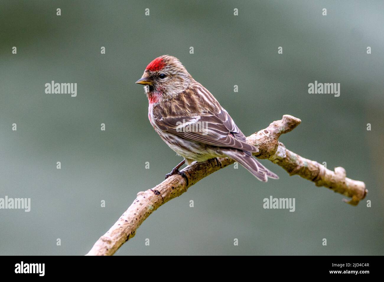 Common Redpoll (Carduelis flammea) from Hidra, south-western Norway in May. Stock Photo