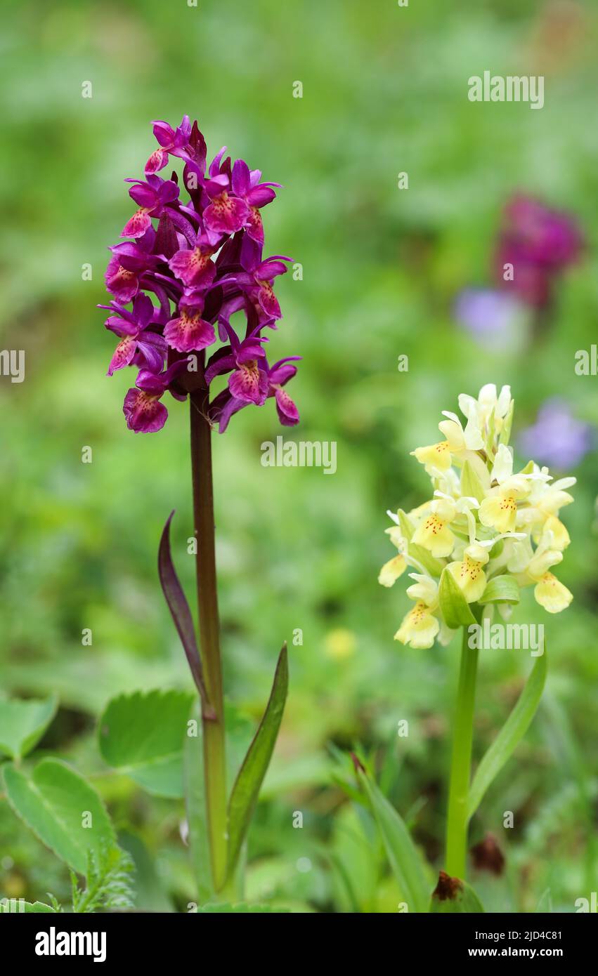 Elder-flowered orchid Stock Photo