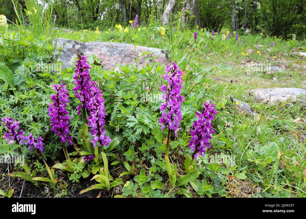 Early purple orchid Stock Photo