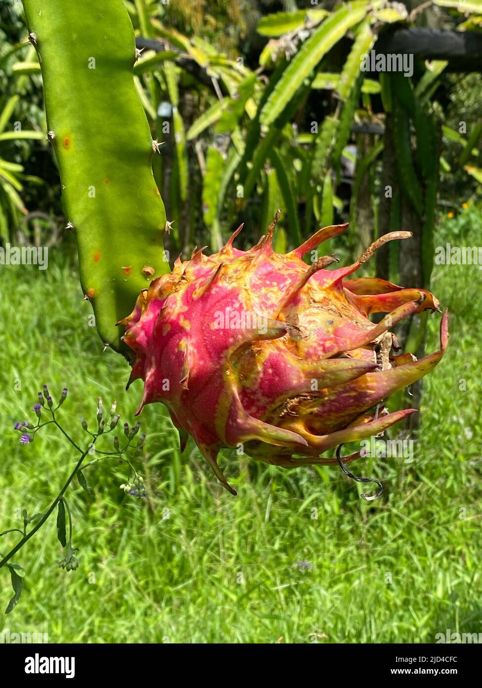 Photo of the flower bulb of dragon fruit, pitaya or pitahaya of the