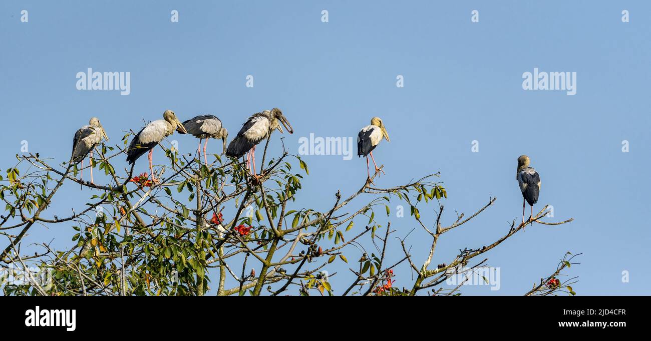 Asian openbill storks (Anastomus oscitans) from Kaziranga NP, Assam, India. Stock Photo